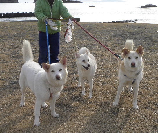 １／１２　　　正月の葉山一色海岸　１／２_b0201756_12471112.jpg