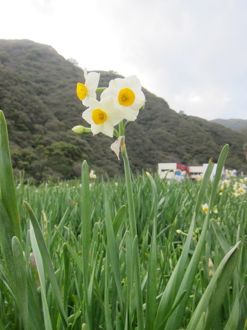 Awaji Island-2._c0153966_1659519.jpg