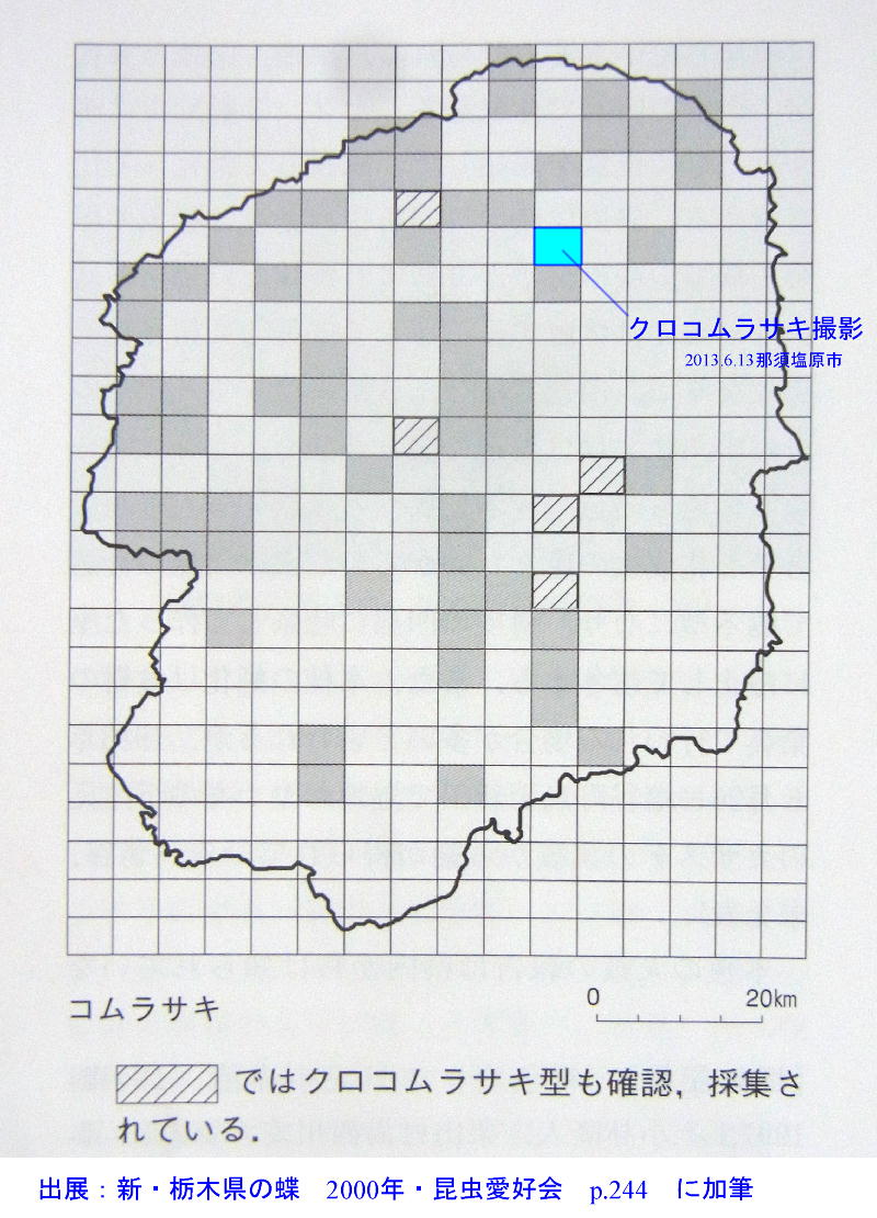 コムラサキ　　最北のクロコムラサキ？　2013那須塩原市その２_a0146869_20243556.jpg