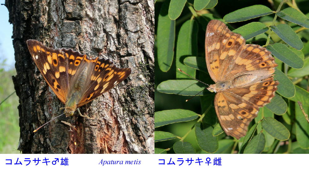 コムラサキ　　最北のクロコムラサキ？　2013那須塩原市その２_a0146869_20484363.jpg