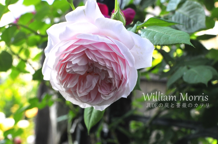 ウィリアム モリス 未公開写真とその後 judeの庭と薔薇のカヲリ ウィリアム モリス 未公開写真とその後 judeの庭と薔薇のカヲリ