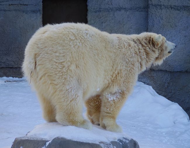 寒波の中の円山動物園_b0014576_6165190.jpg