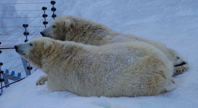 寒波の中の円山動物園_b0014576_6165899.jpg