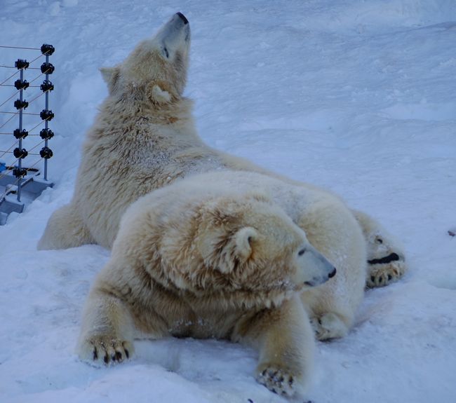 寒波の中の円山動物園_b0014576_6172969.jpg