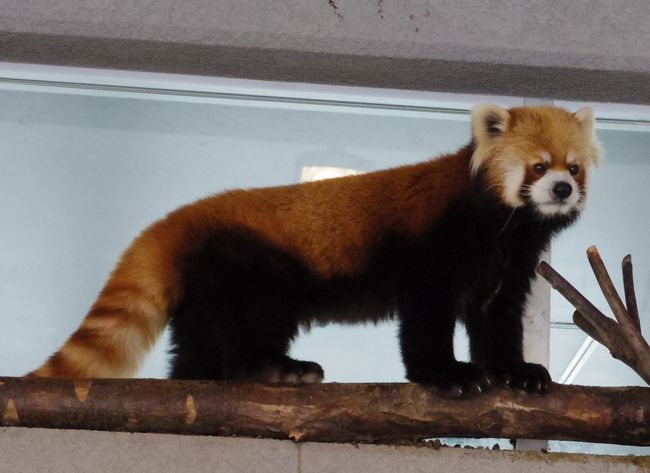 寒波の中の円山動物園_b0014576_6185891.jpg