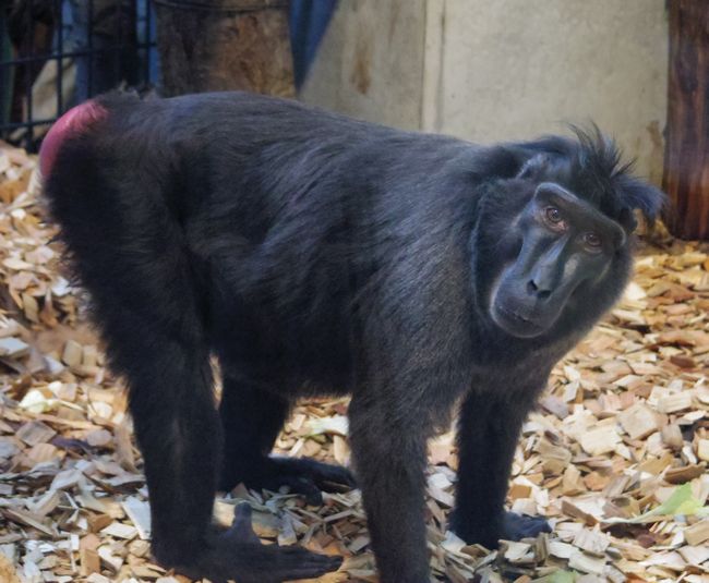 寒波の中の円山動物園_b0014576_6192472.jpg