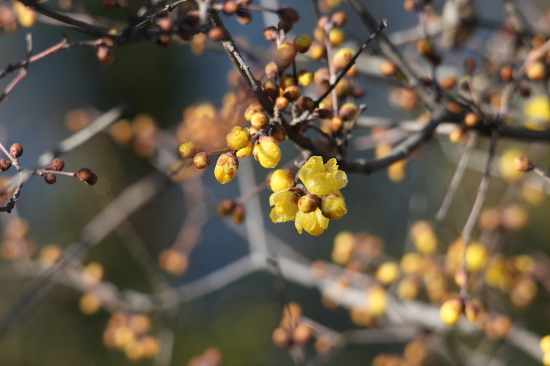 冬の花とカワセミや水鳥_d0160788_21381064.jpg