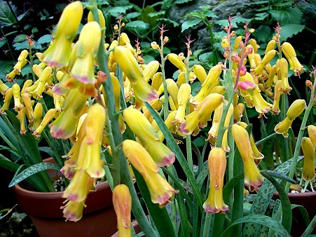 ラケナリア ラシュナリア 乙女座宮