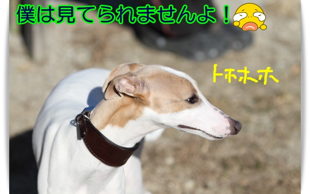 e0100007_1257666.jpg