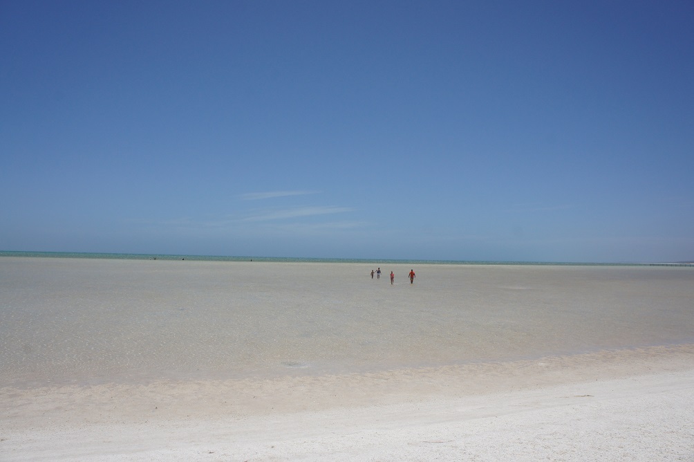 世界遺産の海 シャークベイ_b0112909_15271555.jpg