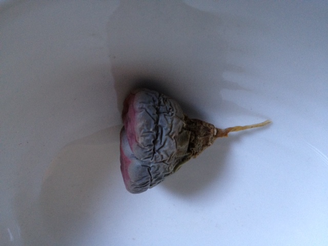 e0103211_10382823.jpg