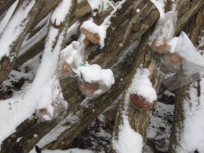 c0094218_1546050.jpg