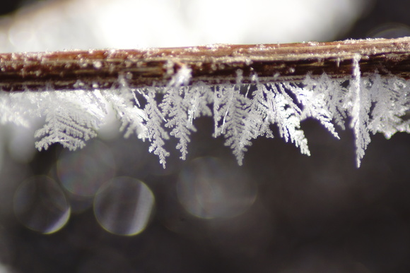 研究林の氷の花_f0213818_21315895.jpg