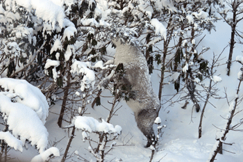 f0232920_15495146.gif
