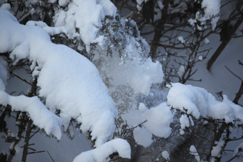 f0232920_15512611.gif