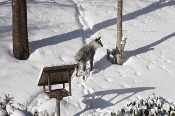 f0232920_15534384.gif