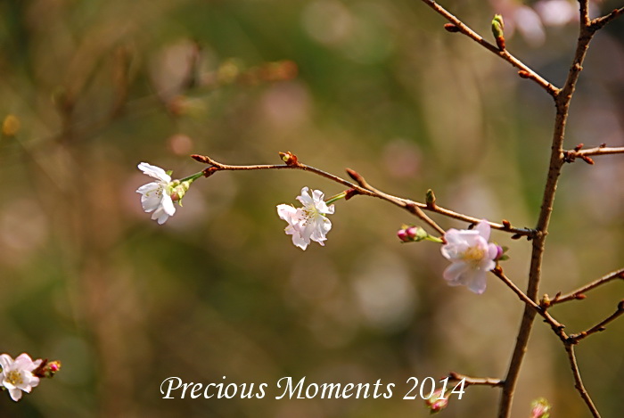 避寒桜 冬桜 小彼岸桜 咲く 四季の風景写真 避寒桜 冬桜 小彼岸桜 咲く 四季の風景写真