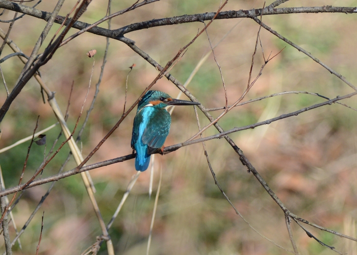 川はボウズ_c0205858_1624393.jpg