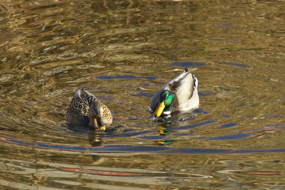 川辺の鳥を見に行こう_f0072758_20265259.jpg