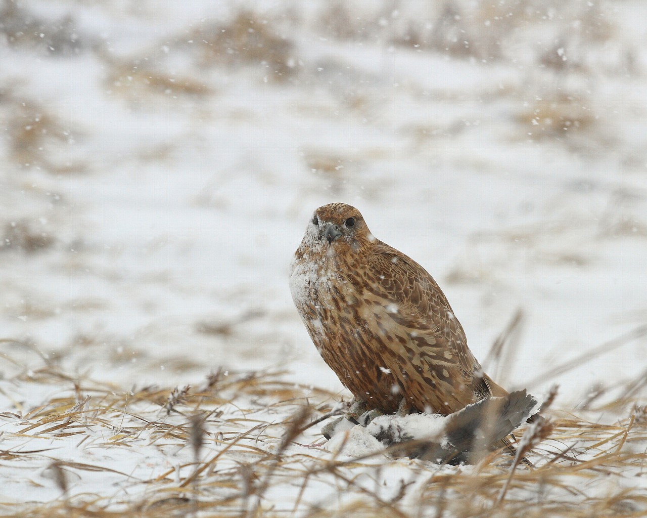 2014年1月雪と鳥シリーズその２：　雪の中のシロハヤブサ_f0105570_21274922.jpg