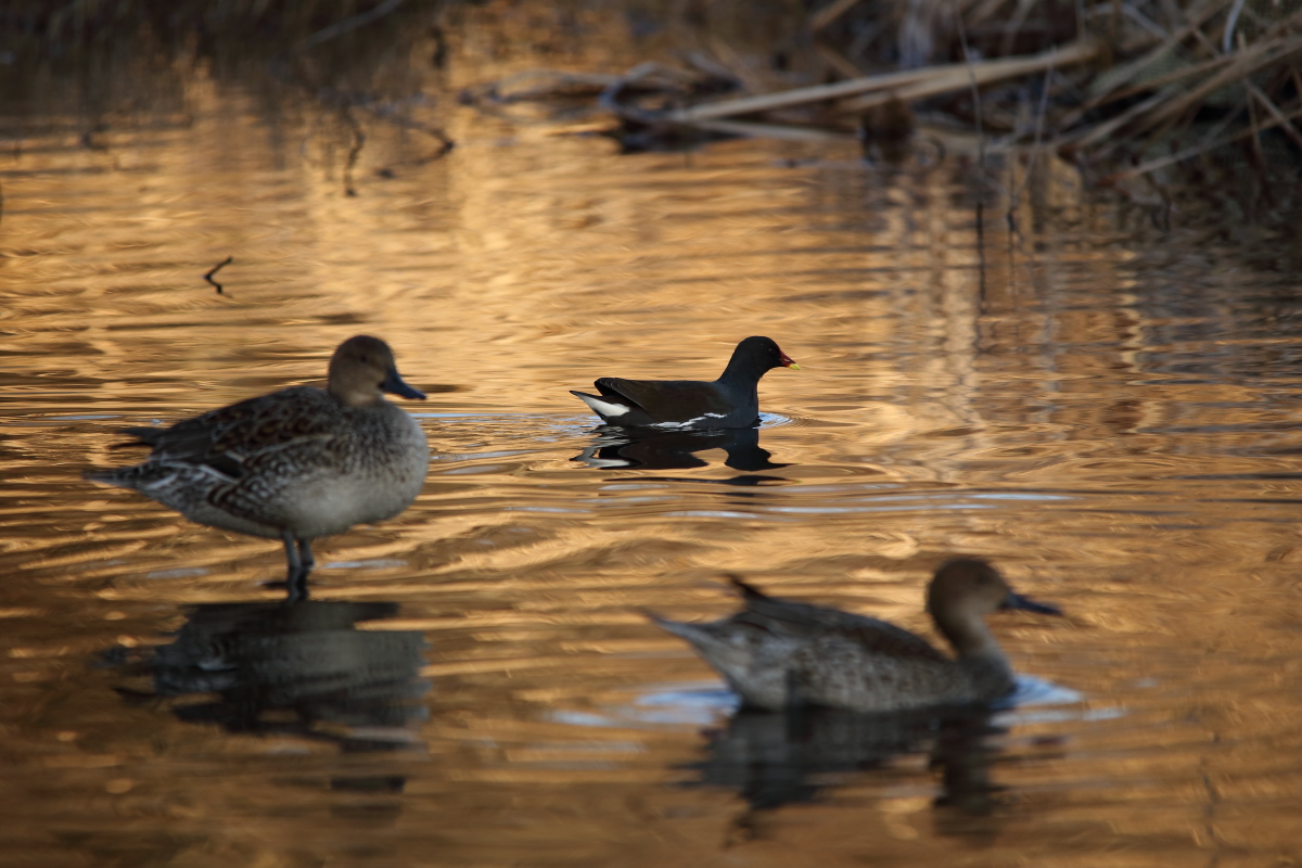   Water of  Gold      ―　バン　―_e0249878_20282941.jpg