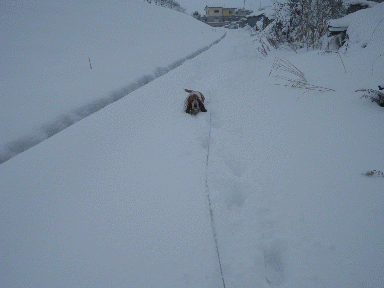 f0205887_9533138.gif