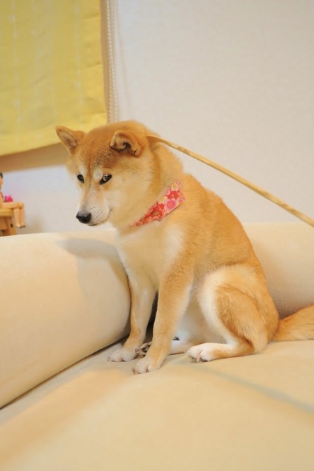 孫の手でカキカキ_a0126590_10125592.jpg