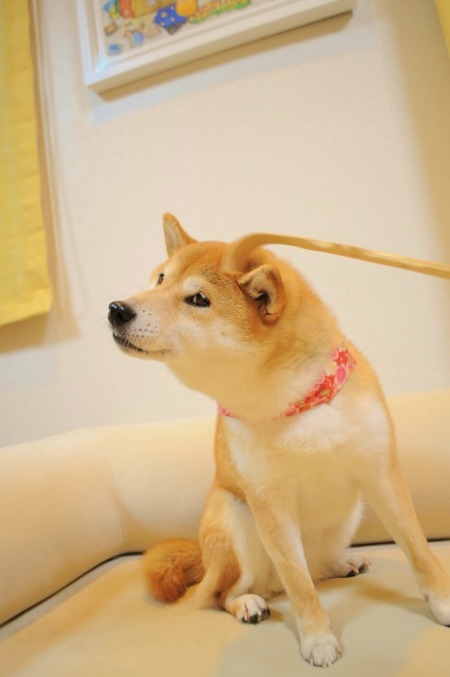 孫の手でカキカキ_a0126590_10131471.jpg