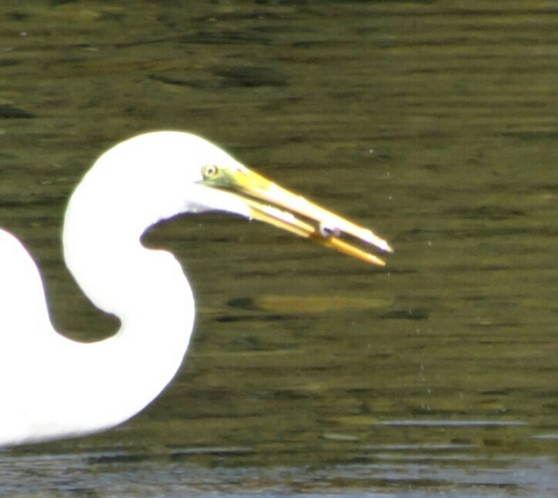 小魚を食べる鳥たち 潮風のふきぬける町イン愛南 小魚を食べる鳥たち 潮風のふきぬける町イン愛南