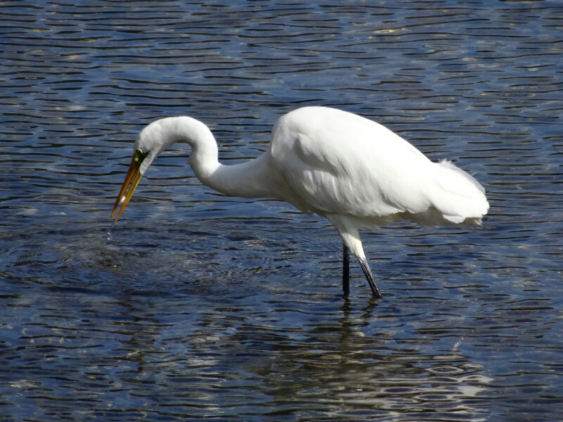 小魚を食べる鳥たち 潮風のふきぬける町イン愛南 小魚を食べる鳥たち 潮風のふきぬける町イン愛南