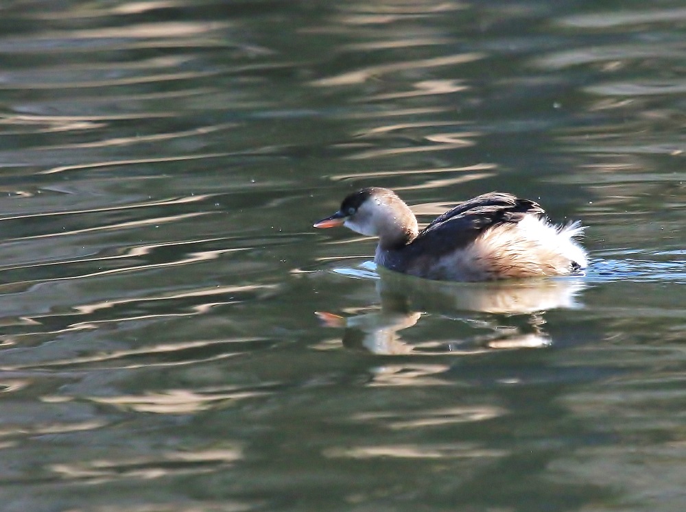 ｶﾜｾﾐの池にｶｲﾂﾌﾞﾘが1羽居ました、、_f0305401_6363840.jpg