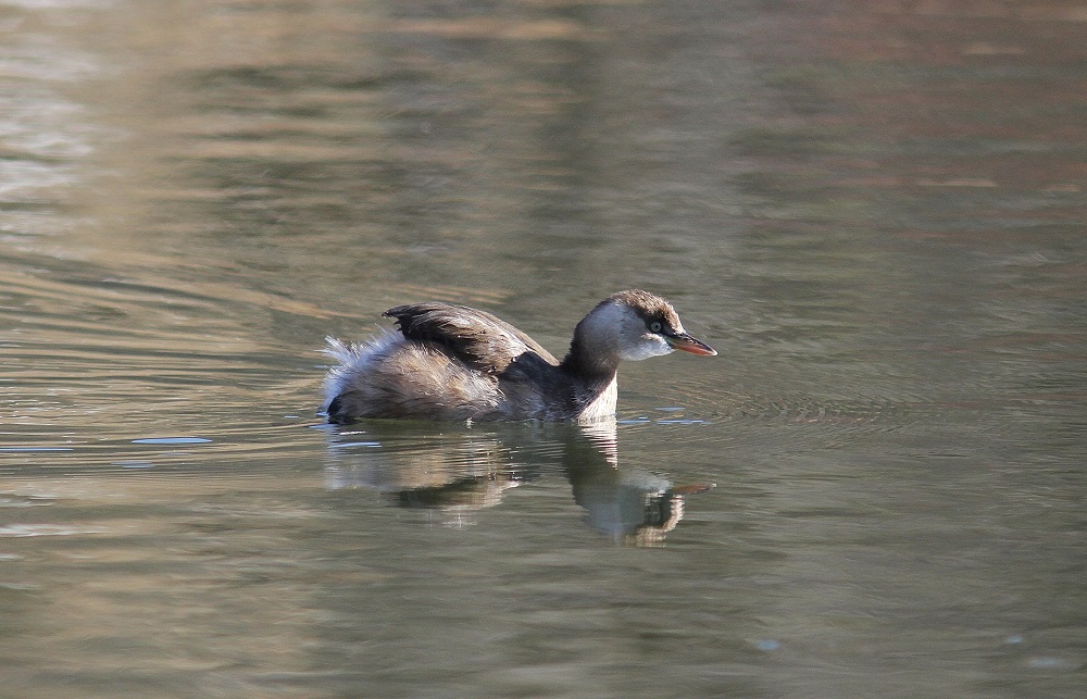 ｶﾜｾﾐの池にｶｲﾂﾌﾞﾘが1羽居ました、、_f0305401_6374224.jpg