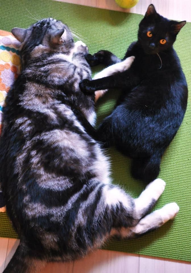【猫】仲良く…ねぇ_f0141609_18265753.jpg