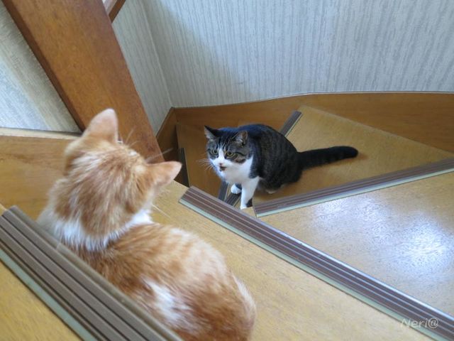 【猫】仲良く…ねぇ_f0141609_18274079.jpg