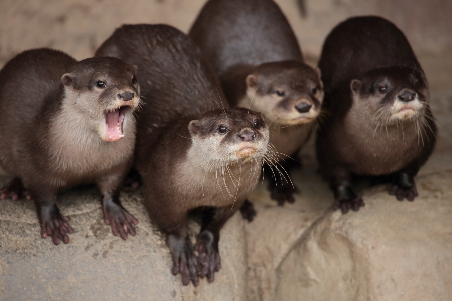 とべ動物園 カワウソ 旧 写日記 とべ動物園 カワウソ 旧 写日記