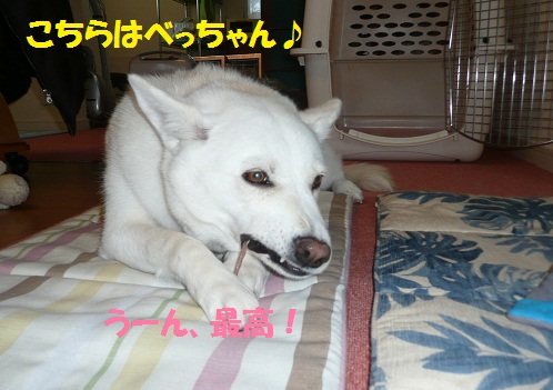 我家の秋田犬ごはん もももの部屋 怖がりで攻撃性の高い秋田犬のタイガ 老犬雑種のベスの共同生活 保護活動の記録です 時々お空のモカも登場 我家の秋田犬ごはん もももの部屋 怖がりで攻撃性の高い秋田犬のタイガ 老犬雑種のベスの共同生活 保護活動の記録です 時々お空のモカも登場