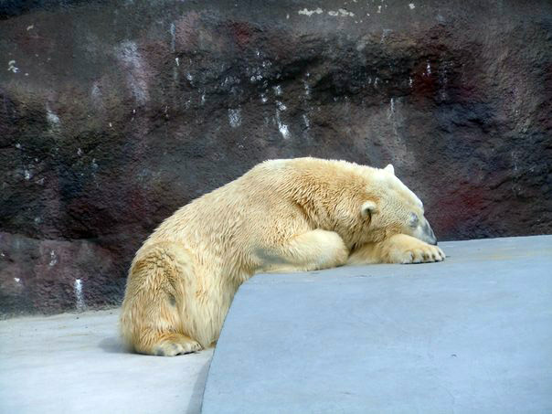 ロシア連邦 ・ ウドムルト共和国 イジェフスク動物園でホッキョクグマの赤ちゃん誕生!_a0151913_19183314.jpg