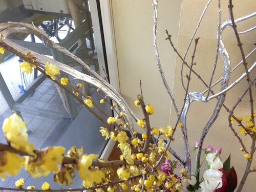 今週のお花とセール情報_a0200423_1150552.jpg