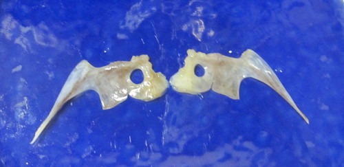 d0323339_9385835.jpg
