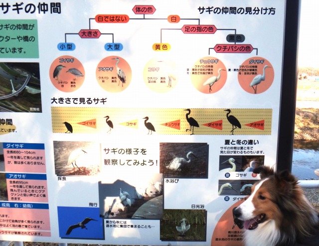 休日お散歩ビオトープ_e0195743_2315180.jpg