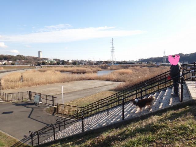 休日お散歩ビオトープ_e0195743_2405379.jpg