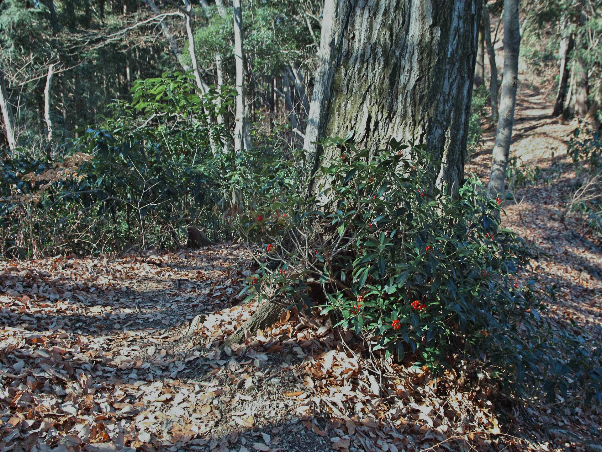 c0008948_16565652.jpg