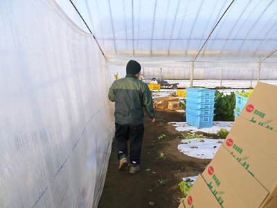 熊本セロリ「清正人参」 今年の残暑にも負けず、7ヶ月の集大成です!!_a0254656_17523910.jpg