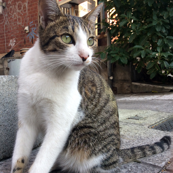 2014年1月の那覇の猫たち_f0117059_2215181.jpg