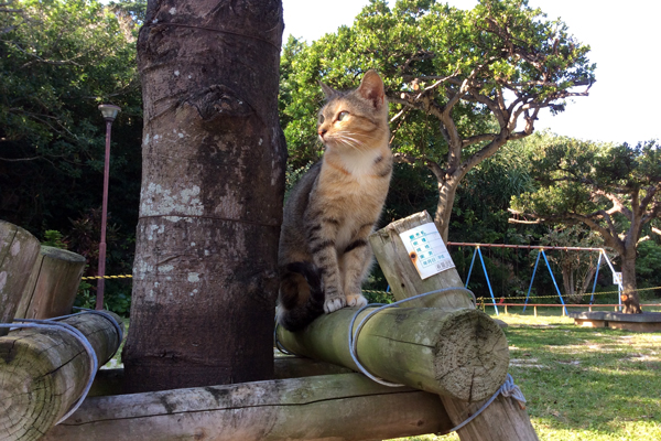2014年1月の那覇の猫たち_f0117059_22155157.jpg