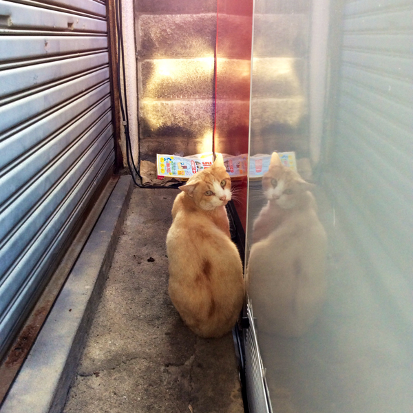 2014年1月の那覇の猫たち_f0117059_22165448.jpg