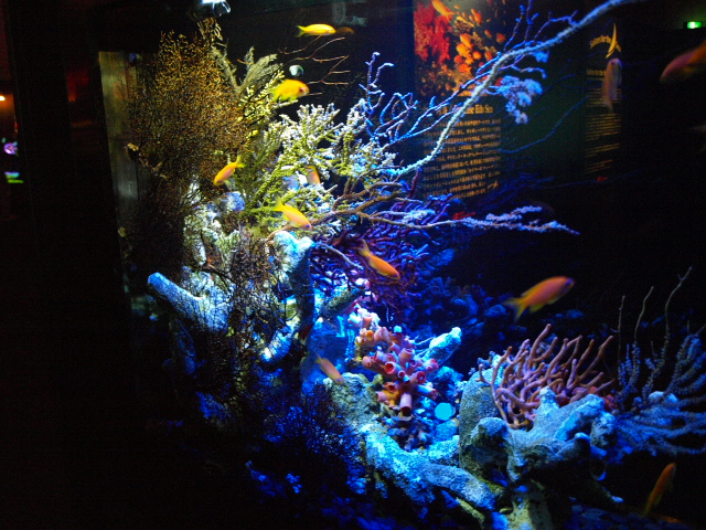 札幌　アートアクアリウム展_d0153062_8271975.jpg