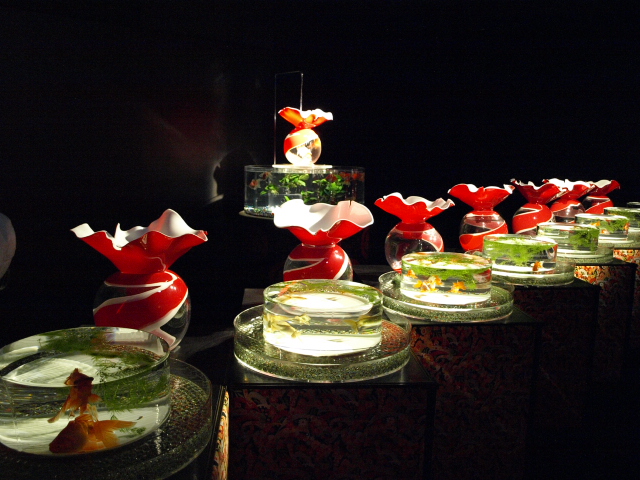 札幌　アートアクアリウム展_d0153062_8292628.jpg