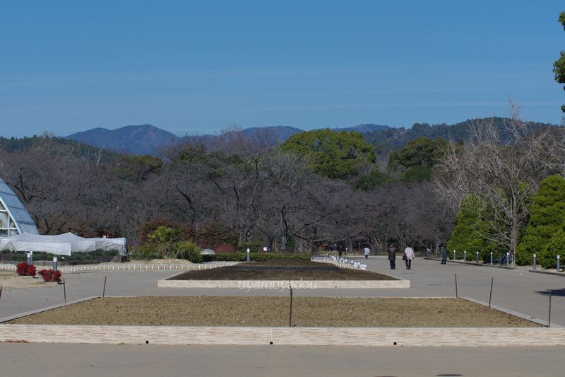 冬・京都府立植物園_a0157263_22483531.jpg