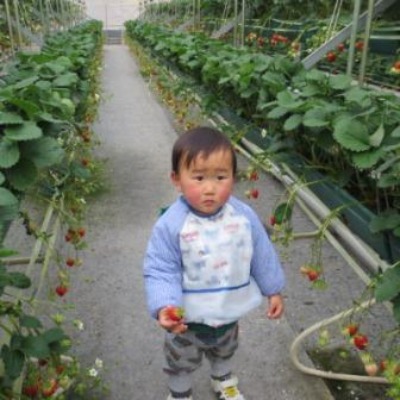 いちご狩り エコファーム内子 愛媛県職員ブログ